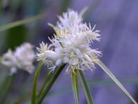 Ostřice (Carex baldensis)