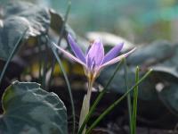 Šafrán (Crocus orphei)