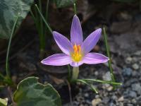Šafrán (Crocus orphei)