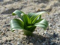 Česnek (Allium rosenbachianum)