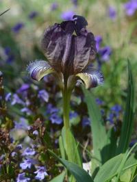 Kosatec (Iris suaveolens)