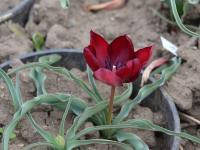 Tulipán (Tulipa ulophylla)
