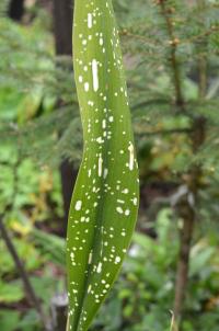 Kořenokvětka 'Totally Dotty' (Aspidistra daibuensis)