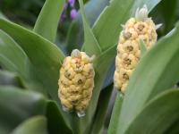 Debřička japonská (Rohdea japonica)