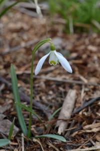 Sněženka podsněžník (Galanthus nivalis)