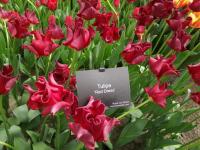 Tulipán 'Red Dress' - Triumph tulipány (Tulipa)