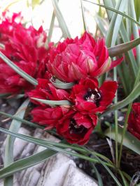 Tulipán nízký 'Tete a Tete' (Tulipa humilis var pulchella)