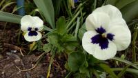 Maceška (Viola)