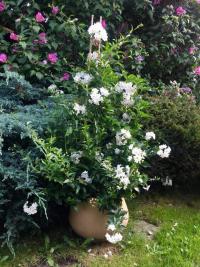 Lilek jasmínový (Solanum jasminoides)