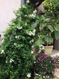 Lilek jasmínový (Solanum jasminoides)