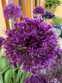 Česnek aflatunský 'Purple Sensation' (Allium aflatunense)
