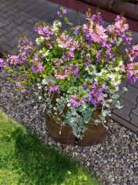 Vějířovka (Scaevola)