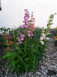 Dračík (Penstemon)