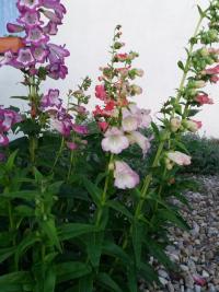 Dračík (Penstemon)