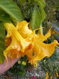 Durmanovec 'Langenbuscher Garten' (Brugmansia)