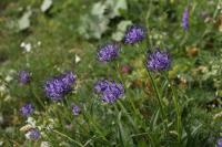 Zvonečník hlavatý