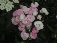 Růže 'Andikó' - Mnohokvěté růže