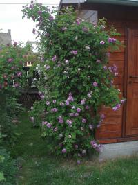 Růže 'Russelliana' (Rosa)