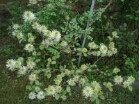 Fotergila Gardenova 'Blue Shadow' (Fothergilla gardenii)