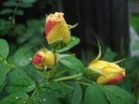 Růže svraskalá 'Gelbe Dagmar Hastrup' (Rosa rugosa)