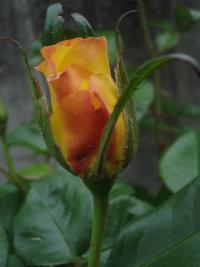 Růže 'Bright Smile' - Mnohokvěté růže (Rosa)