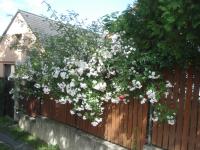 Růže 'Paul's Himalayan Musk' - Pnoucí růže (Rosa)