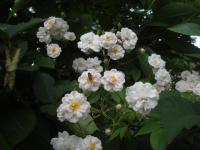 Růže 'Paul's Himalayan Musk' - Pnoucí růže (Rosa)