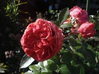 Růže 'Chippendale' - Velkokvěté růže (Rosa)