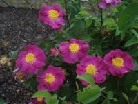 Růže galská 'La Belle Sultane' (Rosa gallica)