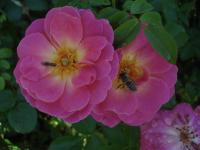 Růže 'URBS Regiae' - Mnohokvěté růže (Rosa)