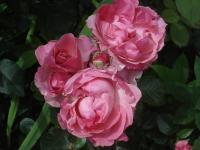 Růže 'Csángo Himnus' - Velkokvěté růže (Rosa)