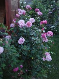 Růže 'Aloha' - Pnoucí růže (Rosa)
