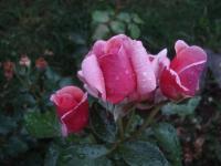 Růže 'Aloha' - Pnoucí růže (Rosa)