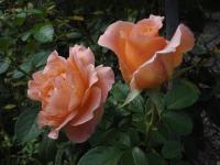 Růže 'Polka 91' - Pnoucí růže (Rosa)