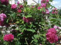 Růže 'Zorja Mičurina' - Sadové růže (Rosa)