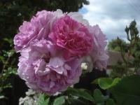 Růže 'De la Griferai' - Historické růže (Rosa)