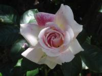 Růže 'Guernsey' - Sadové růže (Rosa)