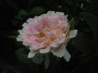 Růže 'Guernsey' - Sadové růže (Rosa)