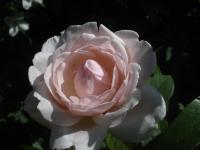 Růže 'Chaucer' - Anglické růže (Rosa)