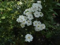 Růže 'Kent' - Skalkové růže (Rosa)