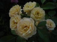 Růže 'La Feuillerie' - Mnohokvěté růže (Rosa)