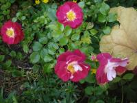 Růže 'Lipstick' - Mnohokvěté růže (Rosa)