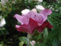 Růže 'Muriel Robin' - Velkokvěté růže (Rosa)
