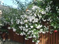 Paul's Himalayan Musk