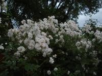 Růže 'Paul's Himalayan Musk' - Pnoucí růže (Rosa)