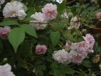 Růže 'Paul's Himalayan Musk' - Pnoucí růže (Rosa)