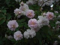 Růže 'Paul's Himalayan Musk' - Pnoucí růže (Rosa)