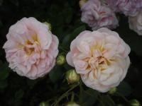 Růže 'Pink Ghislaine de Féligonde' - Pnoucí růže