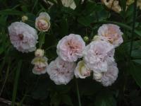 Pink Ghislaine de Féligonde