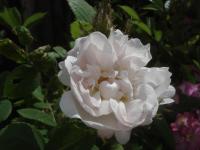 Quatre Saisons Blanc Mousseux